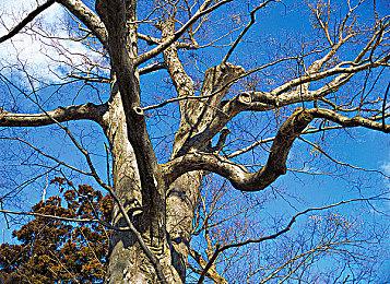 曝马斯克《流放之路2》硬核角色彻底死亡 玩家反应冷淡